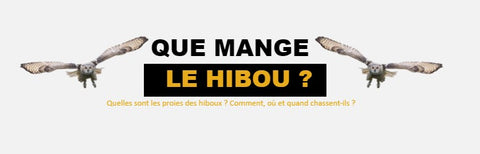 Que mange le hibou ?
